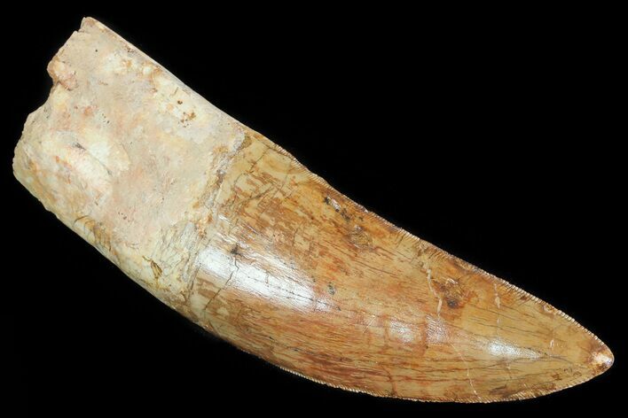 Carcharodontosaurus Tooth - Partially Rooted #71098